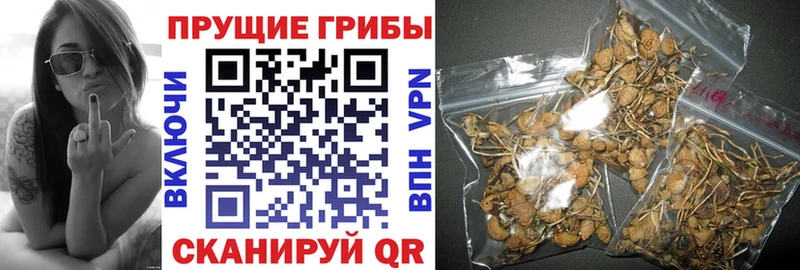 Псилоцибиновые грибы Psilocybe  Руза 